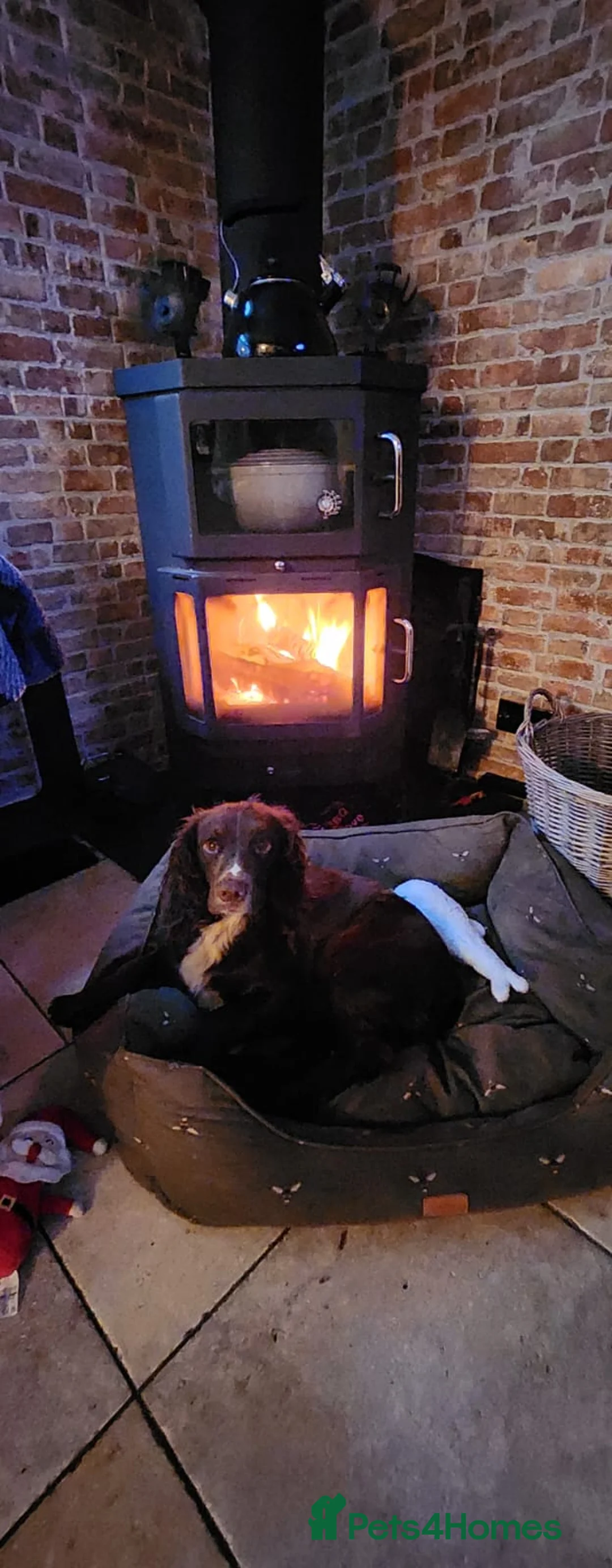 Cocker Spaniel dogs for sale: 1.5yr old cocker Spaniel for sale.  - Advert 5