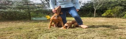 Hungarian Vizsla dogs for sale: Dual Purpose Hungarian Vizsla Bitch Puppies - Advert 2