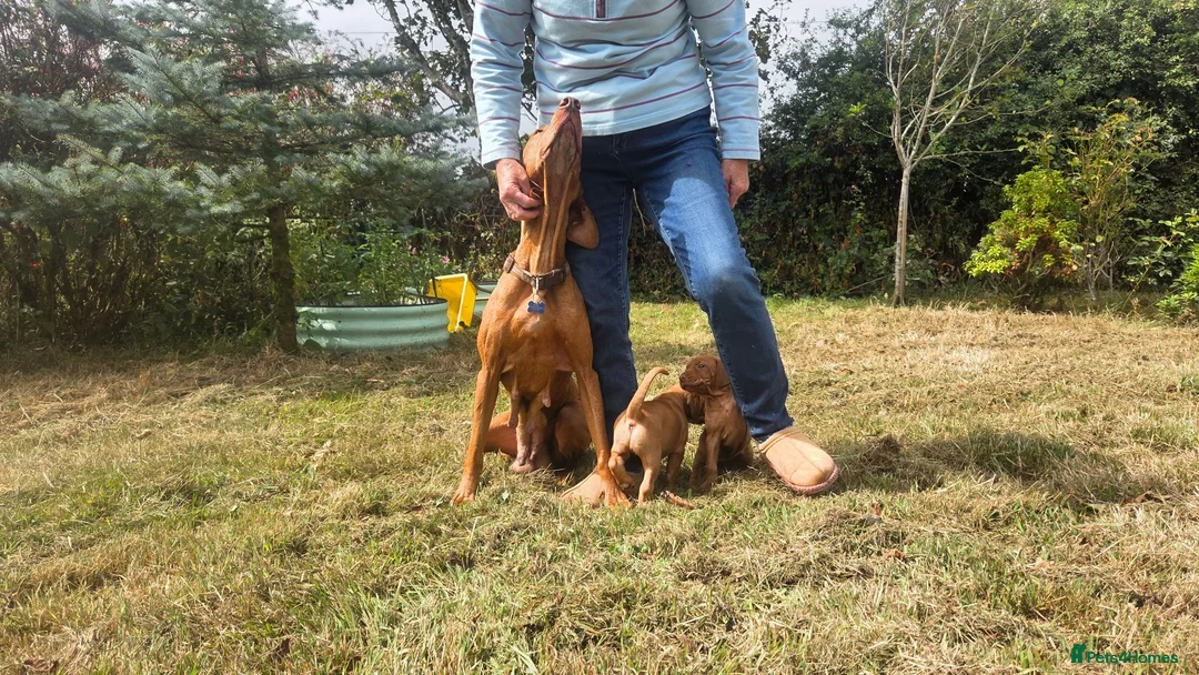 Hungarian Vizsla dogs for sale: Dual Purpose Hungarian Vizsla Bitch Puppies - Advert 2