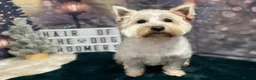 West Highland Terrier dogs for sale: West highland puppies for sale - Advert 4