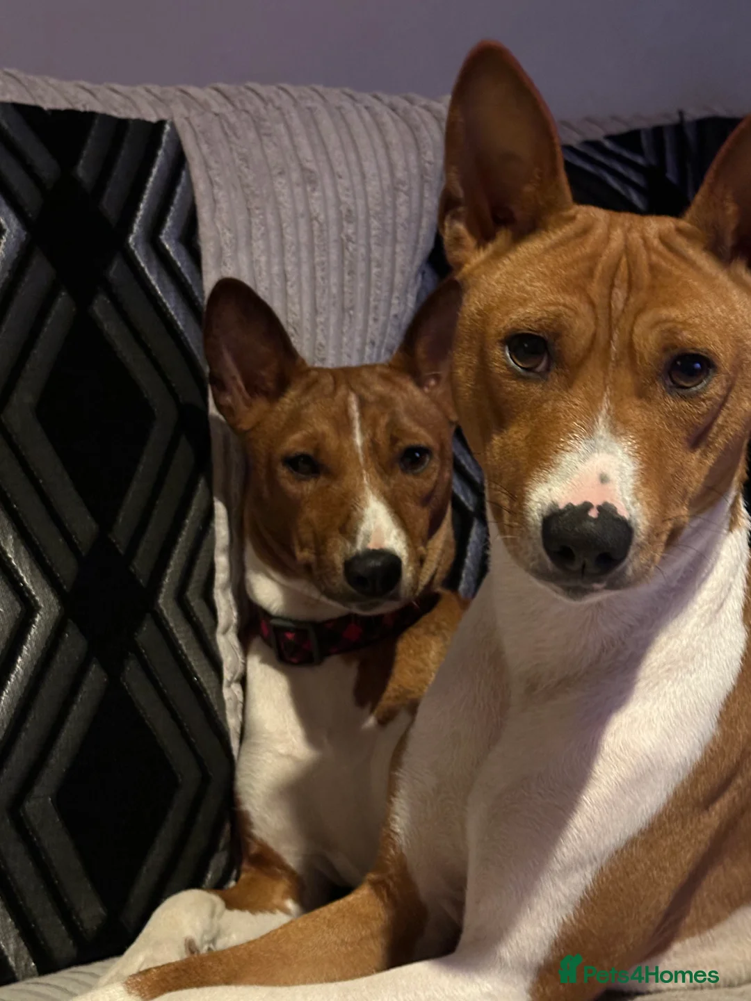 Basenji dogs for sale: 4 remaining basenji puppies left pure basenji  - Advert 14