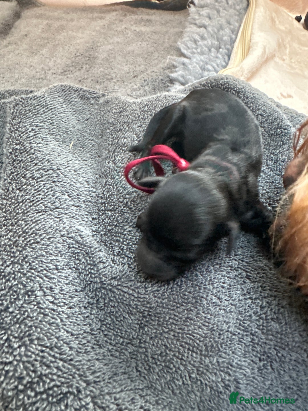 Cockapoo dogs for sale: Cockapoo - Advert 6