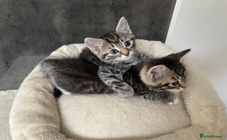 Mixed Breed cats - Advert 5