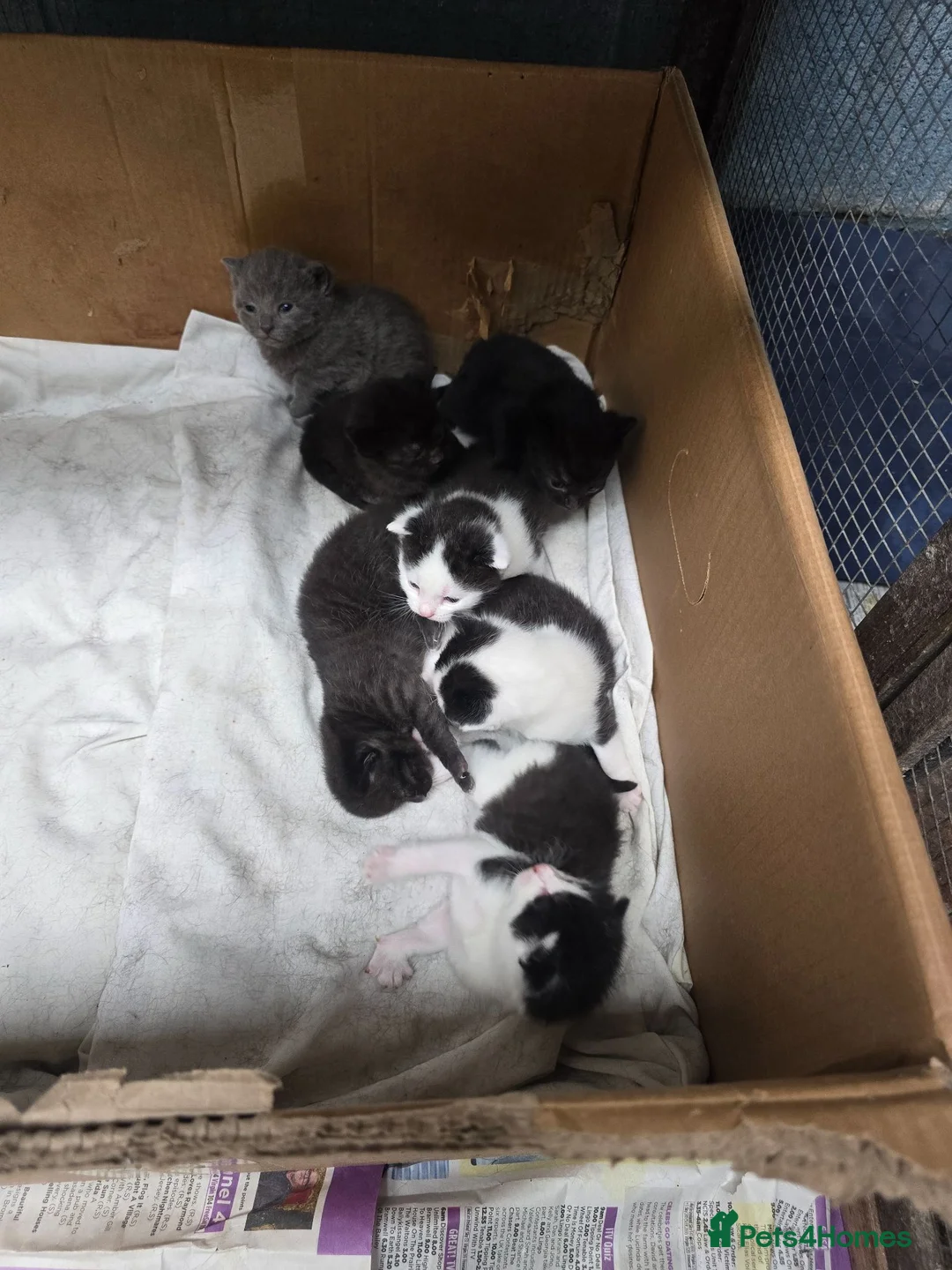 Mixed Breed cats for sale: Mixed kitchens in Aylesbury - Advert 1