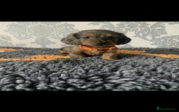 Miniature Dachshund dogs for sale: Kc miniature dachshund  - Image 12