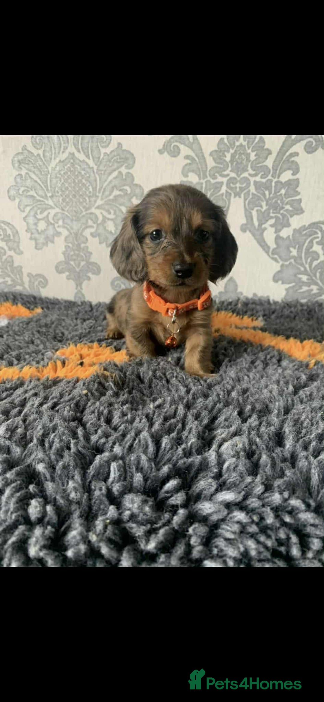 Miniature Dachshund dogs for sale: Kc miniature dachshund  - Image 12
