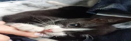 Domestic Shorthair cats for sale: Beautiful kitten  - Advert 2