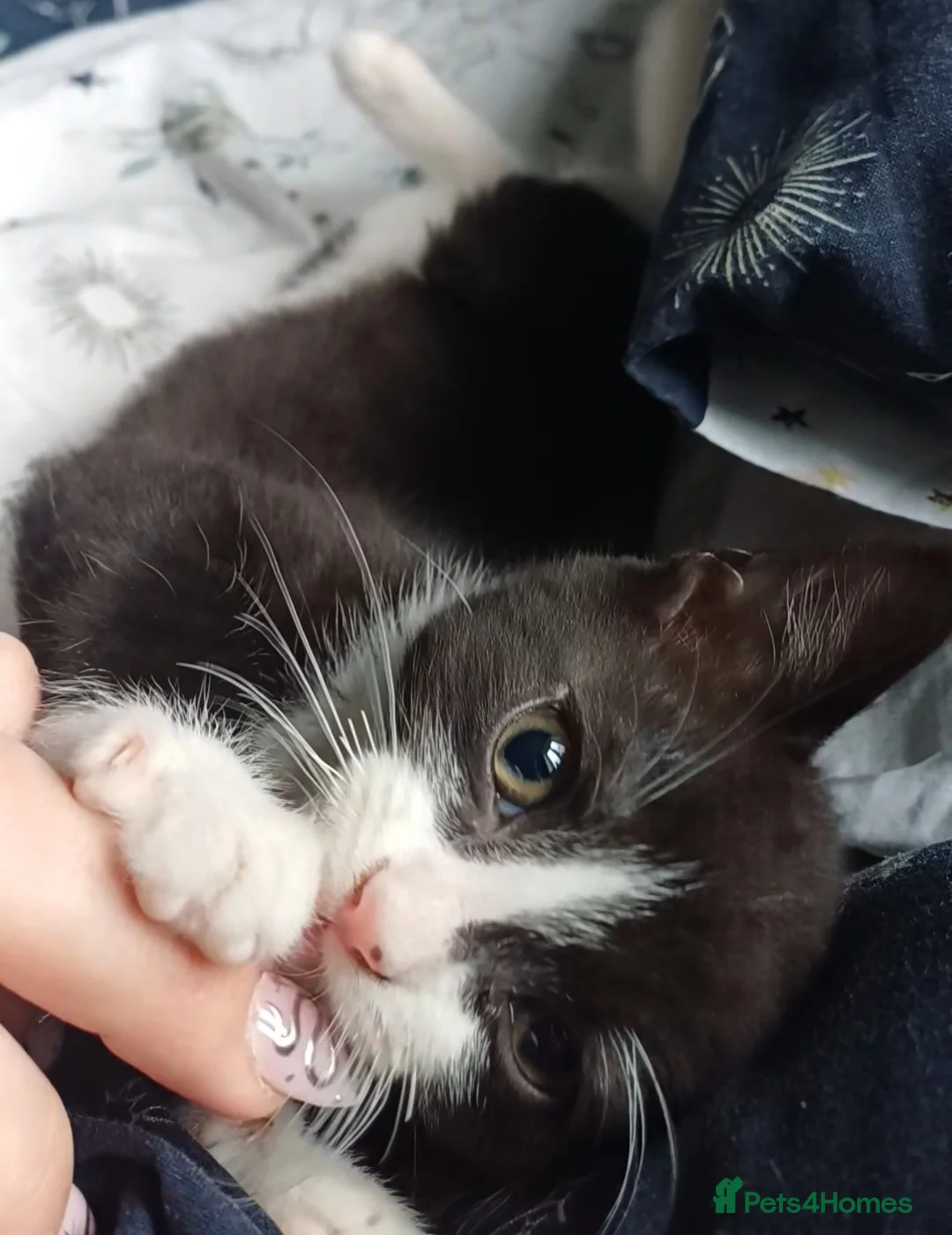 Domestic Shorthair cats for sale: Beautiful kitten  - Advert 2