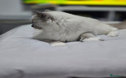 Ragdoll cats for sale: Blue mitted european girl - Image 15