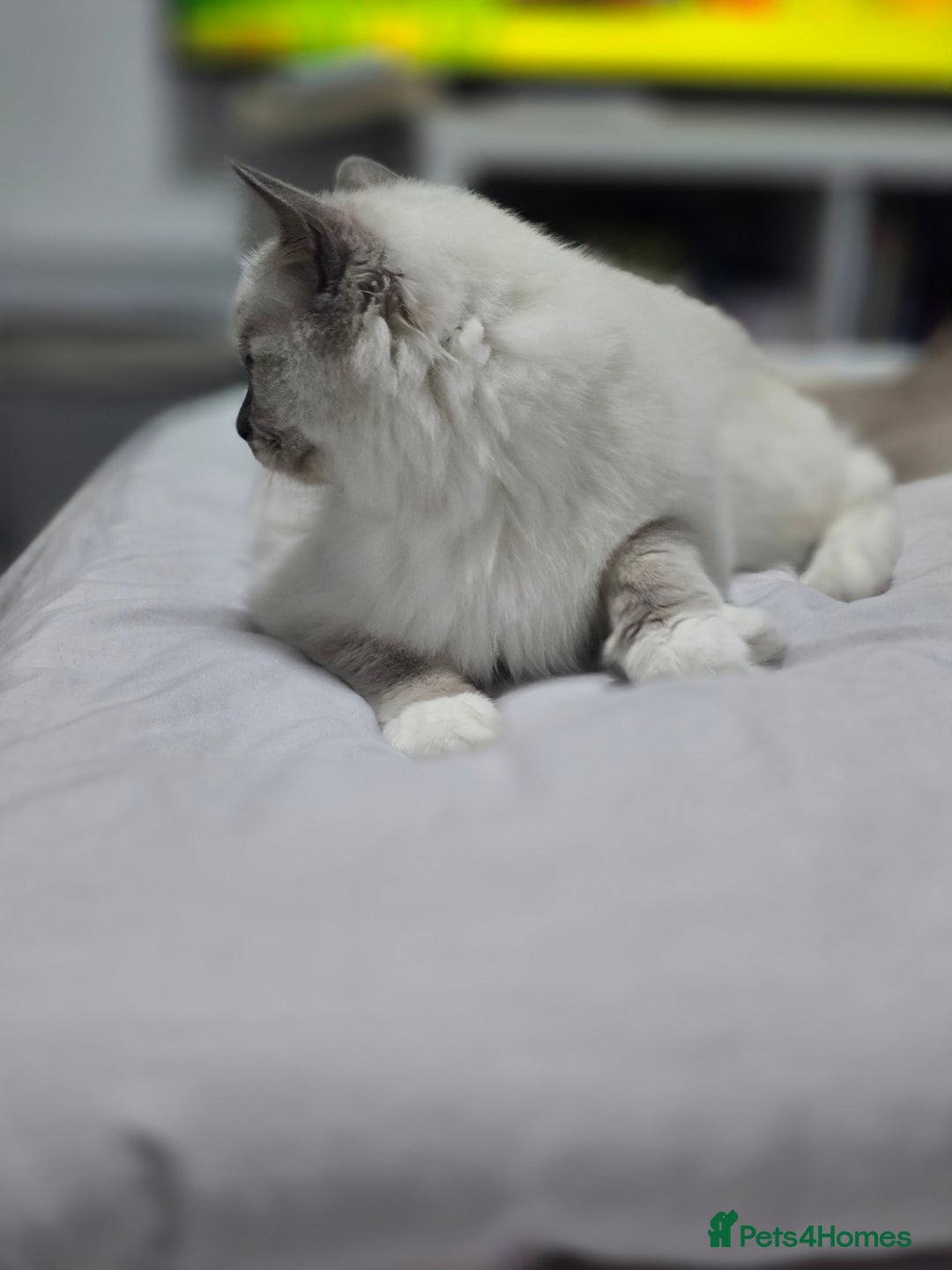 Ragdoll cats for sale: Blue mitted european girl - Image 15