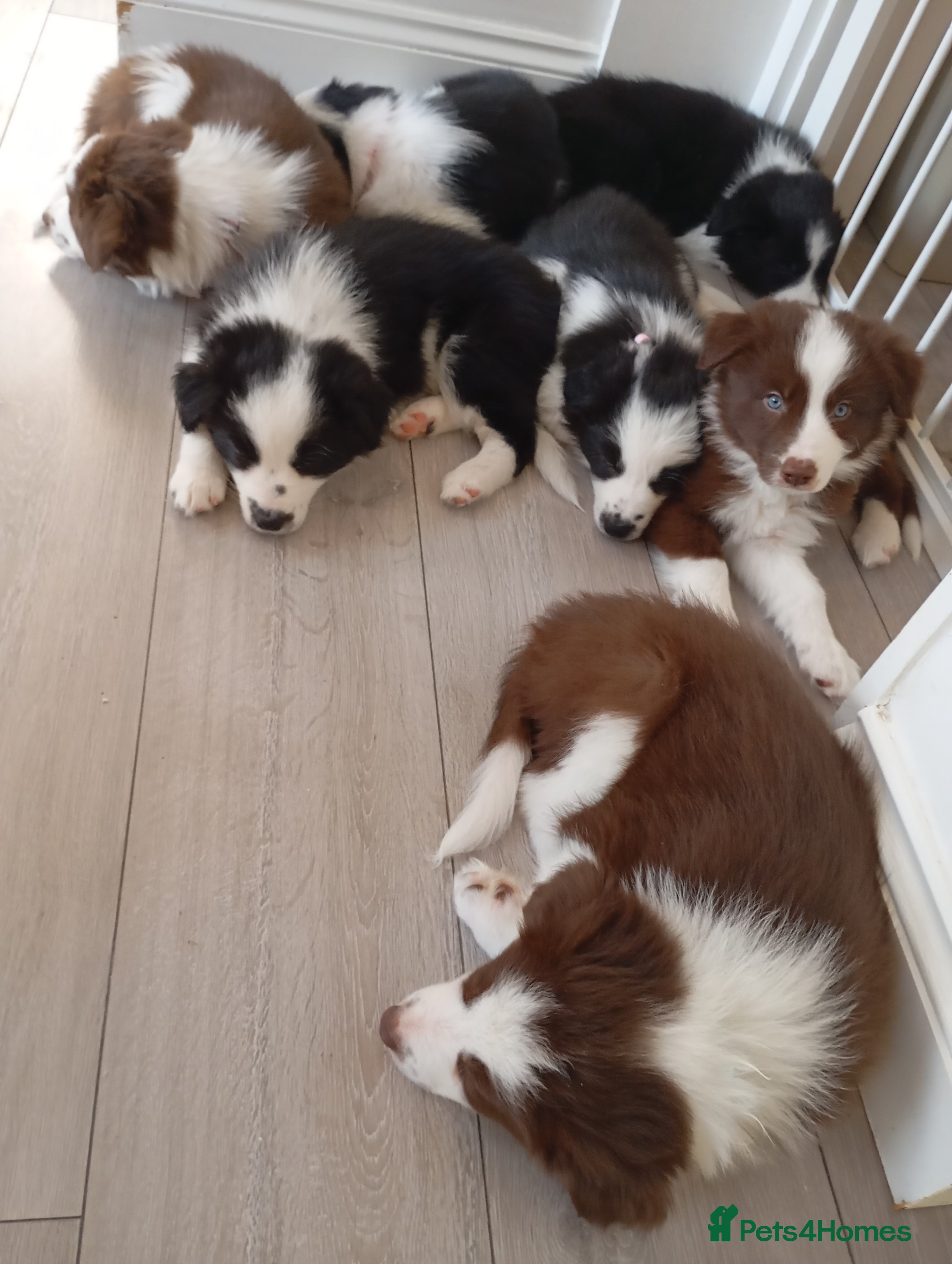 Border Collie dogs Stunning border collie babies - Advert 1