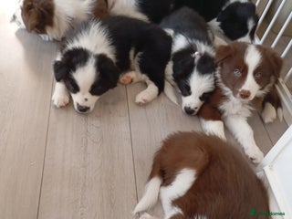 Border Collie dogs Stunning border collie babies - Advert 1
