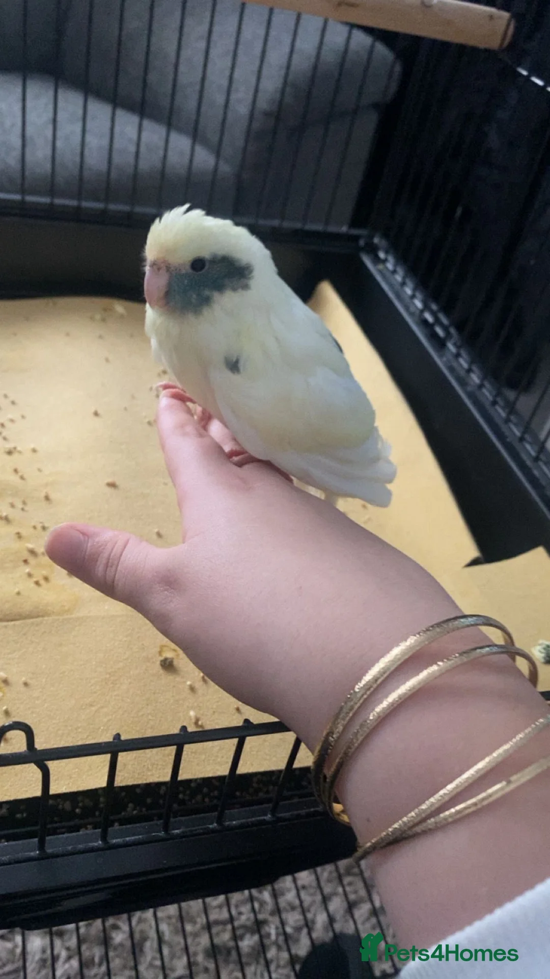 Parakeets birds for sale: Kakariki baby  in Ware - Advert 1