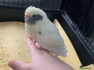 Parakeets birds Kakariki baby in Ware - Advert 9