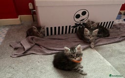 Maine Coon cats for sale: Ready Now Maine Coon kittens - Image 31