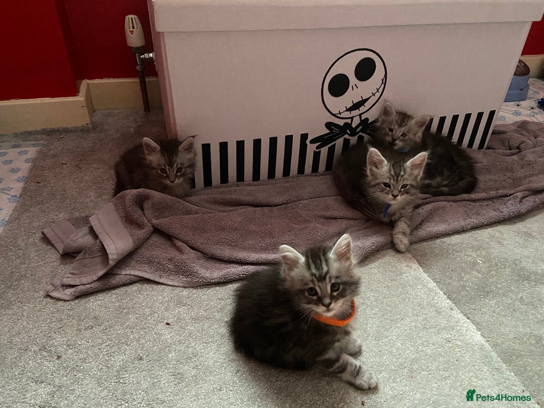 Maine Coon cats for sale: Ready Now Maine Coon kittens - Image 31