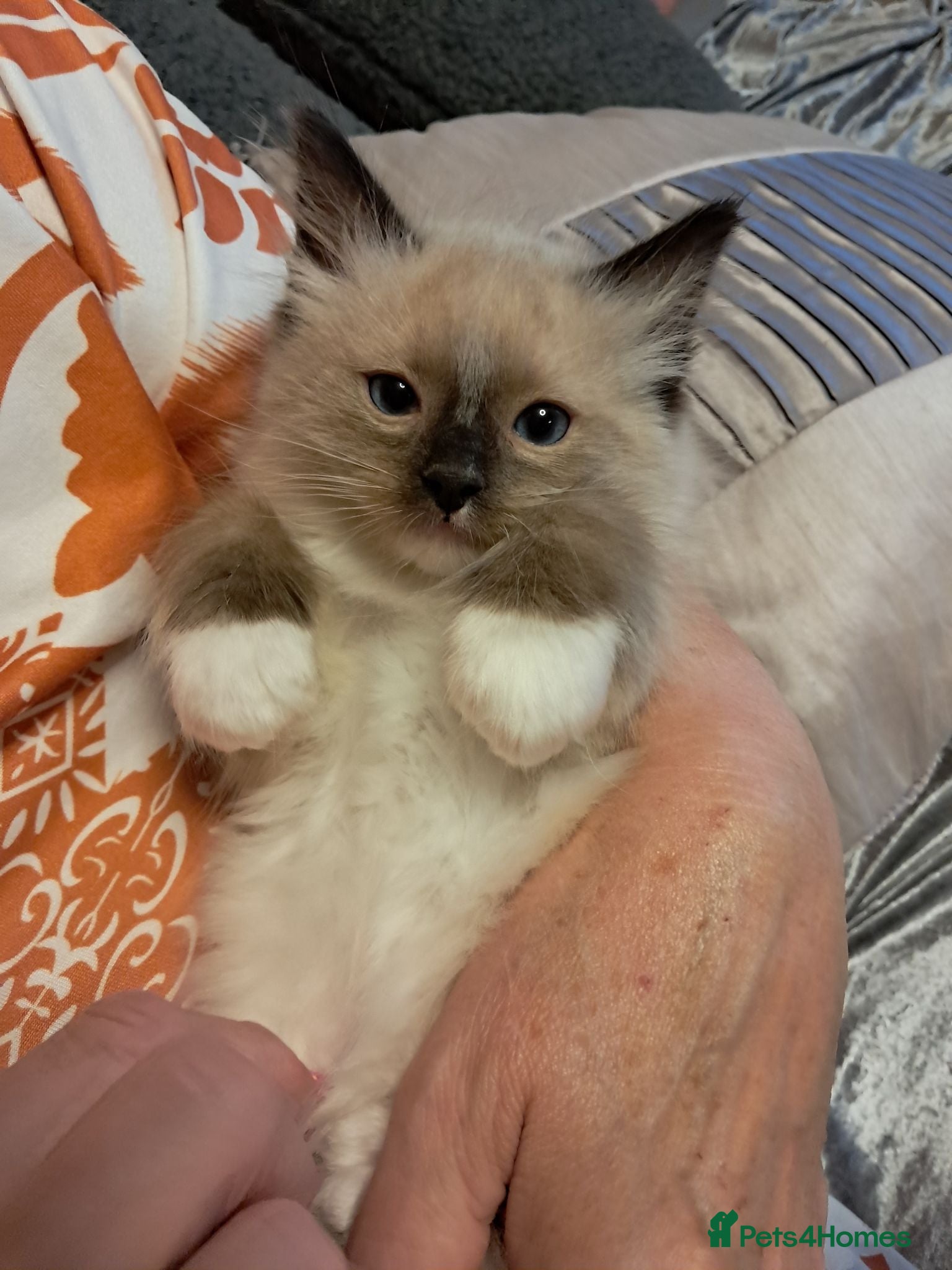 Ragdoll cats Ready NOW 3 amazing GCCF Ragdolls - Advert 15
