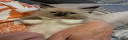 Ragdoll cats for sale: REDUCED 2 amazing little boys GCCF Ragdolls - Advert 1