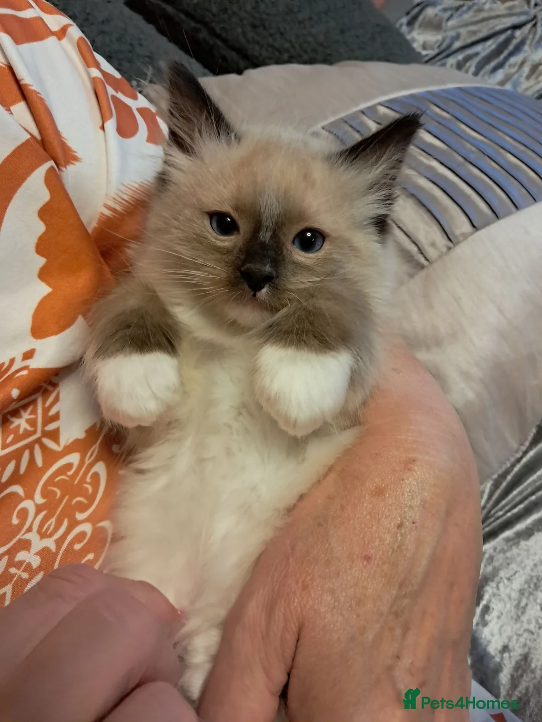 Ragdoll cats for sale: REDUCED 2 amazing little boys GCCF Ragdolls - Advert 1