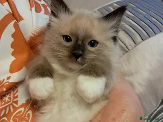 Ragdoll cats Ready NOW 3 amazing GCCF Ragdolls - Advert 15
