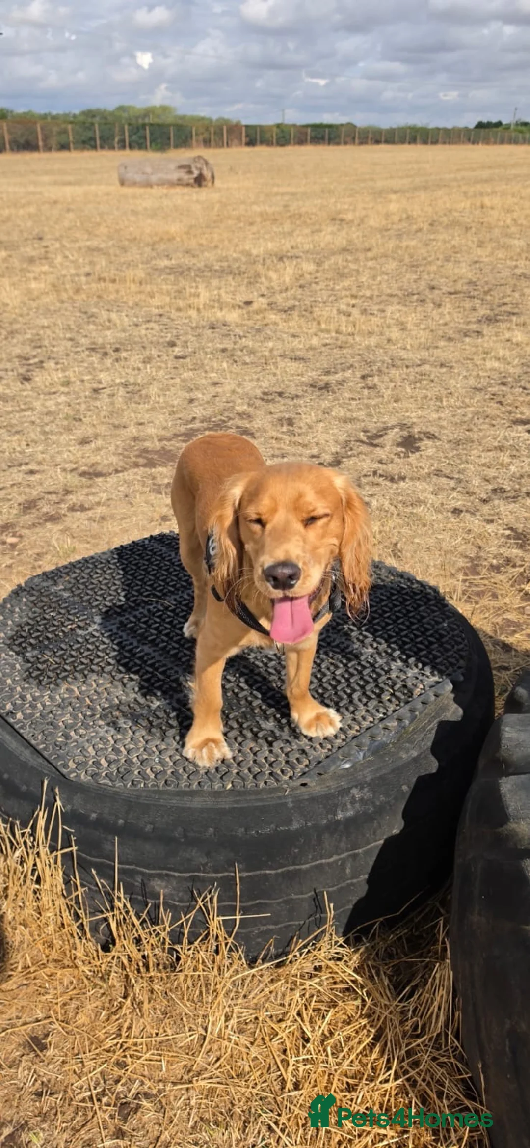 Cocker Spaniel dogs for sale: Milo  in Newark - Advert 6