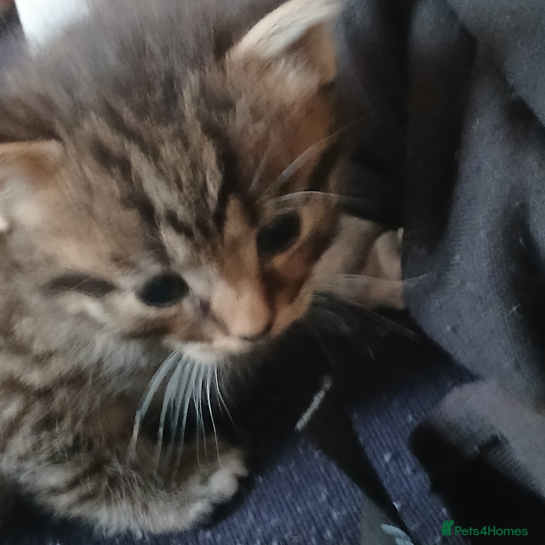 Bengal cats for sale: 1 girl and 3 boys  - Image 2