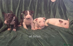 English Bull Terrier dogs for sale: Ready to leave now 7 English Bullterrier puppys - Image 6