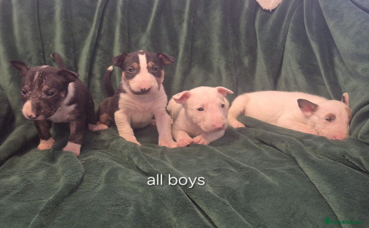 English Bull Terrier dogs - Advert 2