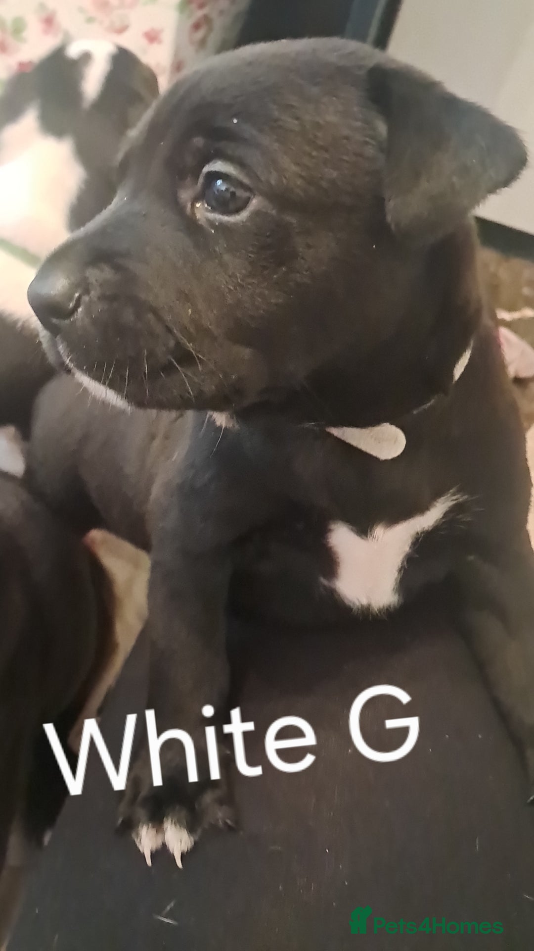 Mixed Breed dogs for sale: Staffy x malonios - Advert 17