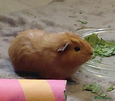 Guinea Pig rodents Ginger guinea pig  - Advert 11