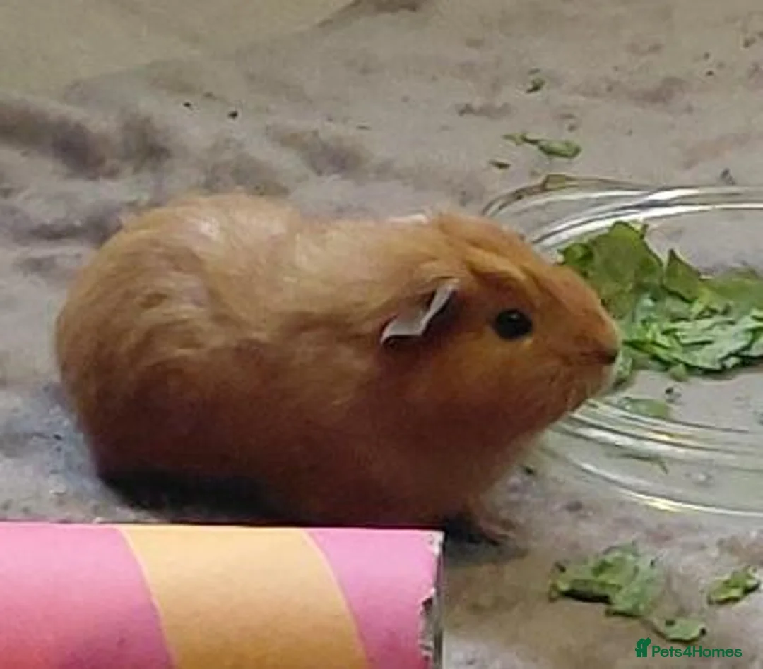 Guinea Pig rodents for sale: Ginger guinea pig  - Advert 1