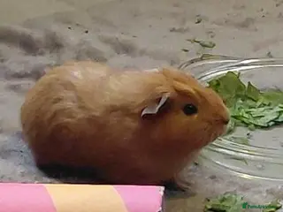 Guinea Pig rodents Ginger guinea pig FREE - Advert 6