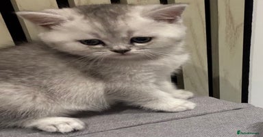 Scottish Fold cats - Advert 1