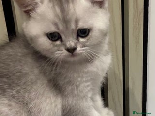 Scottish Fold cats - Advert 11