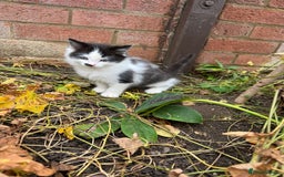 European cats for sale: Cat is looking for a new family  - Image 5