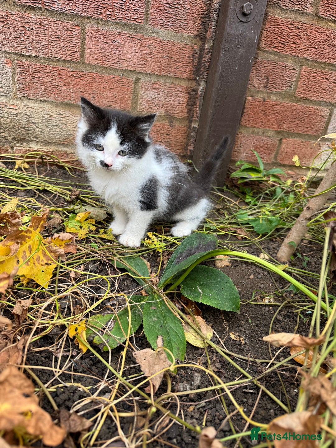 European cats for sale: Cat is looking for a new family  - Image 5