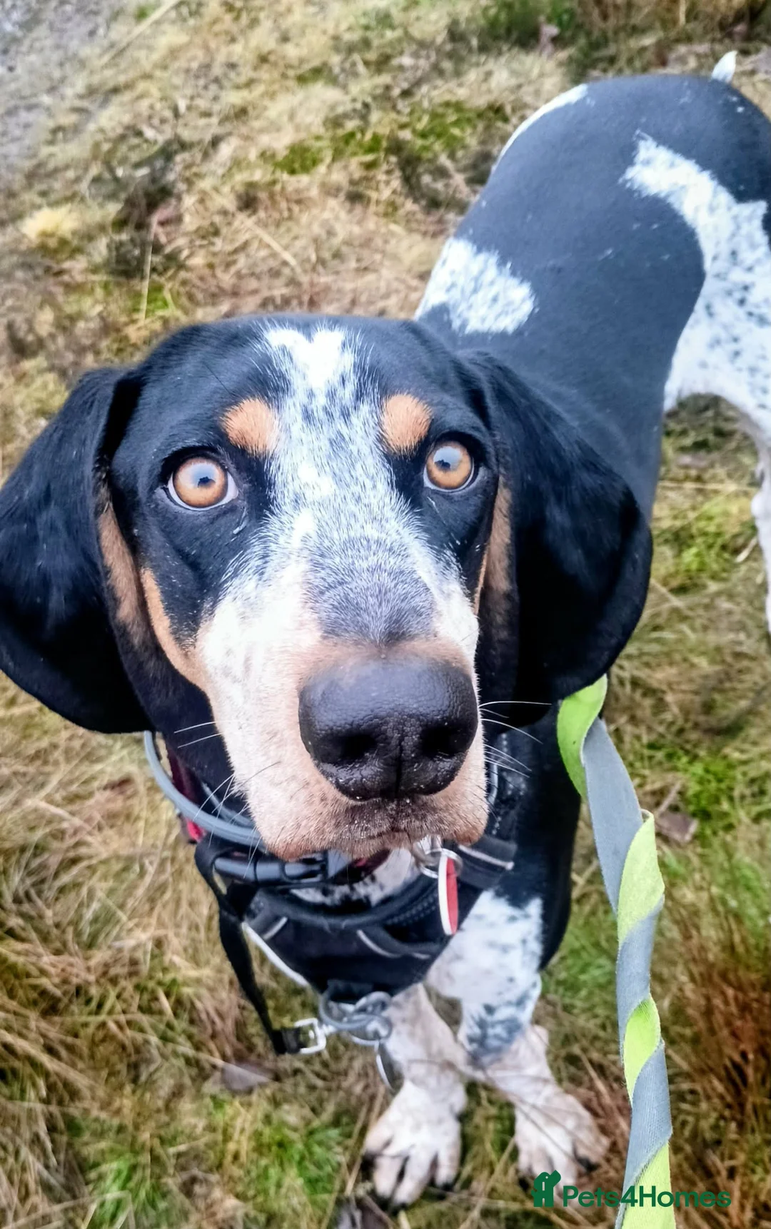 Mixed Breed dogs for adoption: Rocky Bluetick Coonhound  - Advert 4