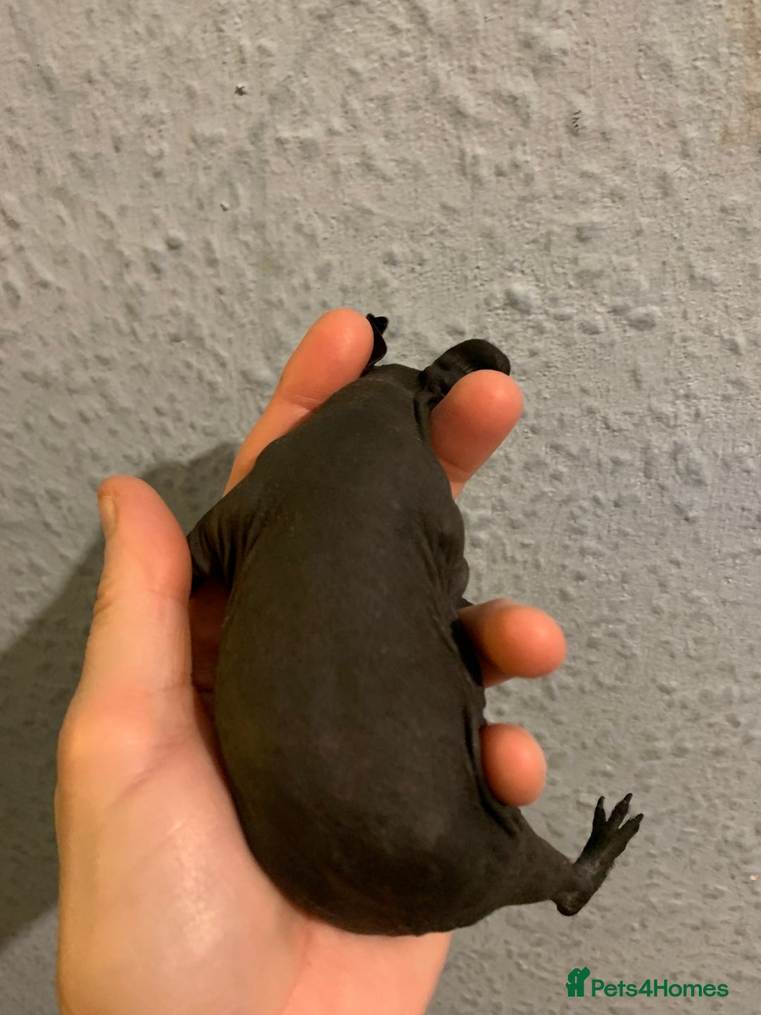 Guinea Pig rodents for sale: Skinny pigs and Skinny Pig Carriers - Advert 20