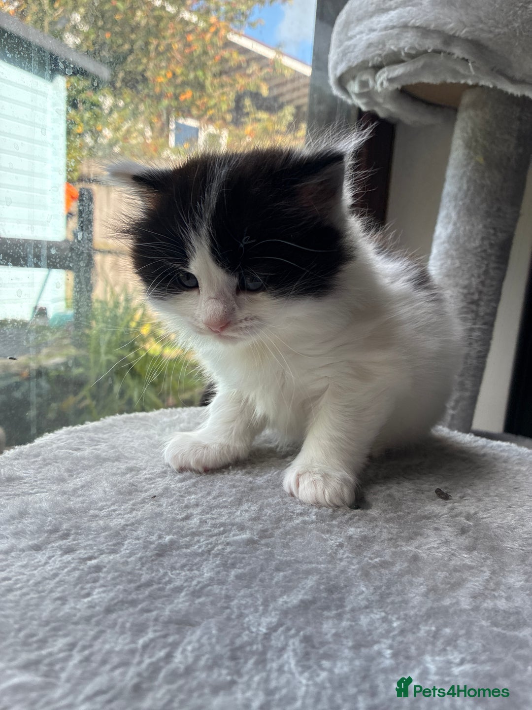 Ragdoll cats for sale: Ragdoll cross Two Female adorable kittens  - Image 11