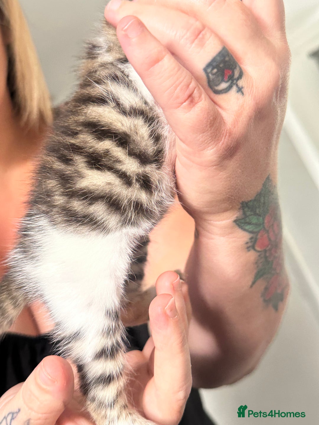 Bengal cats for sale: Bengal cross kittens  - Image 14