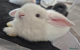 Mini Lop rabbits for sale: 💙 Baby Minilops Ready 25th💙  - Image 14