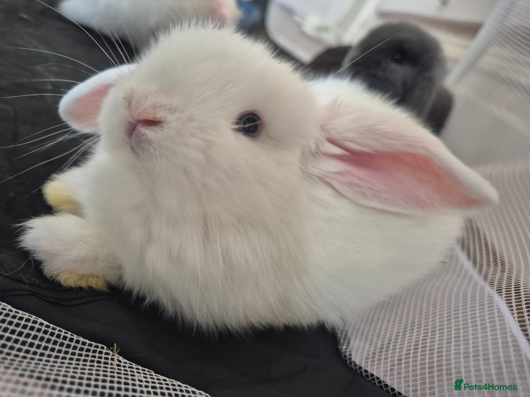 Mini Lop rabbits for sale: 💙 Baby Minilops Ready 25th💙  - Image 14
