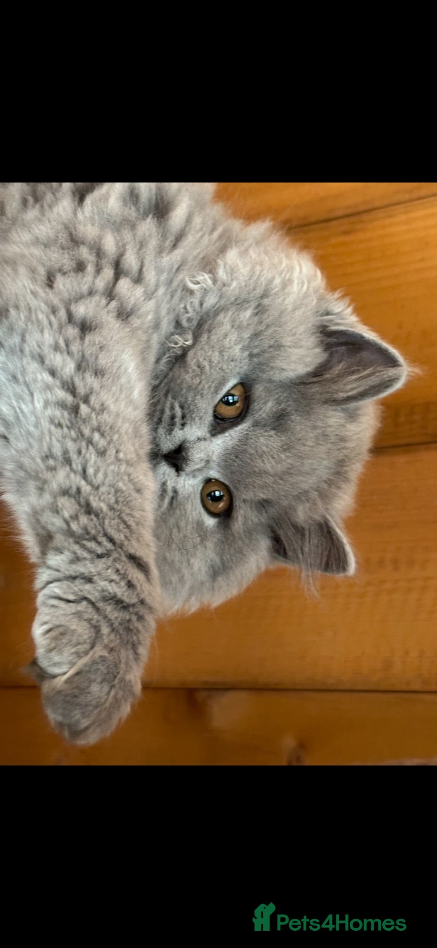British Shorthair cats 5 Stunning BSH Blue and Lilac Kittens - Advert 1
