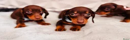 Miniature Dachshund dogs for sale: 🌟🌟Beautiful tan/fawn miniature dachshund🌟 🌟 - Advert 36