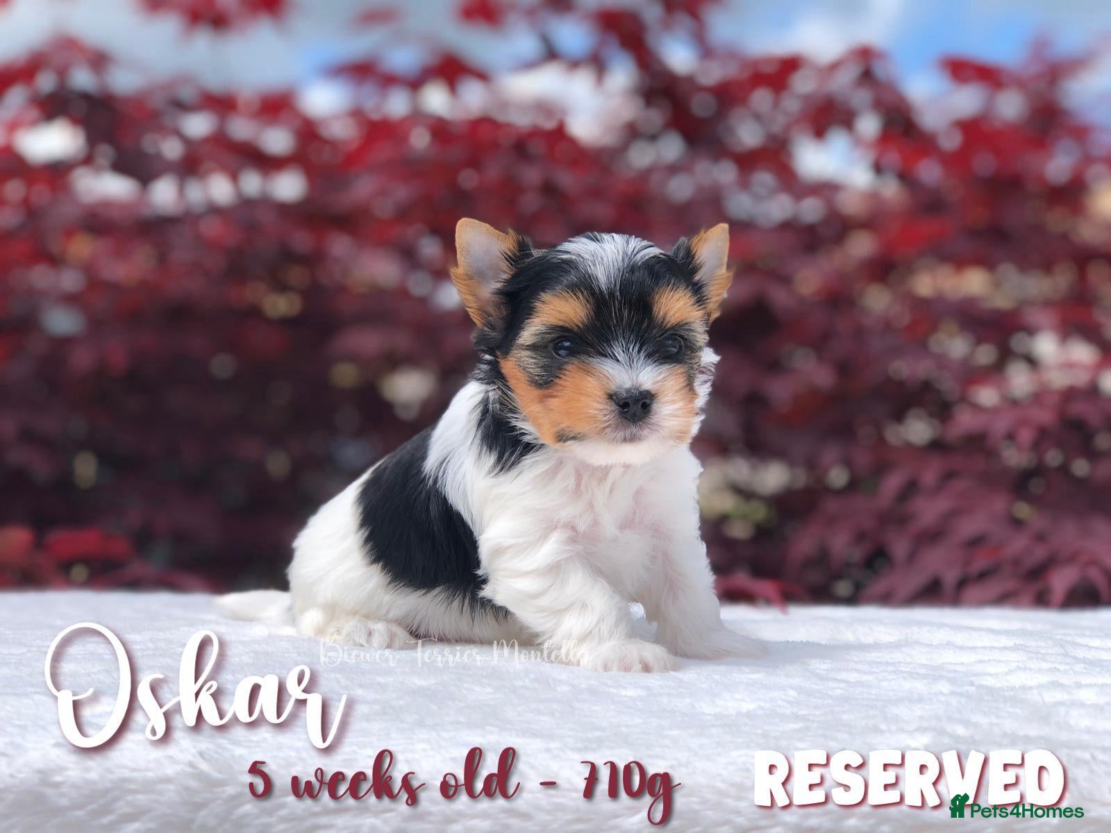 Biewer Terrier dogs for sale: One boy left Biewer Terriers! - Advert 31