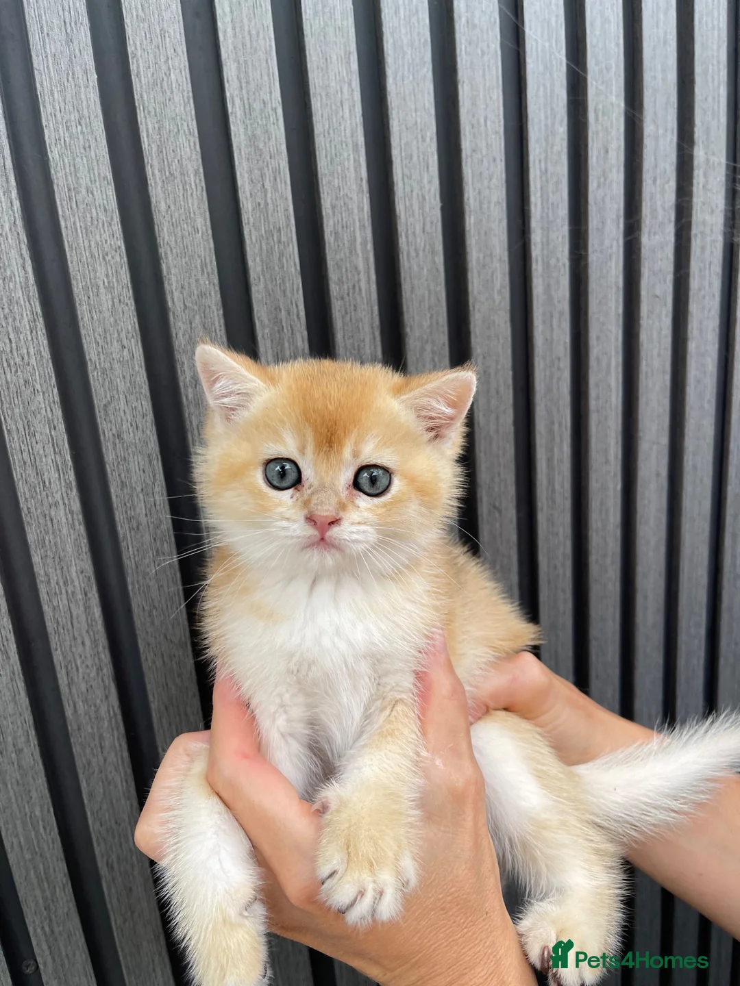 Scottish Fold cats for sale: SCOTTISH FOLD GOLDEN CHINCHILLA NY11-NY12 KITTENS. in Basildon - Advert 2