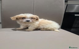 Cavachon dogs for sale: Cavachon puppies  - Advert 10