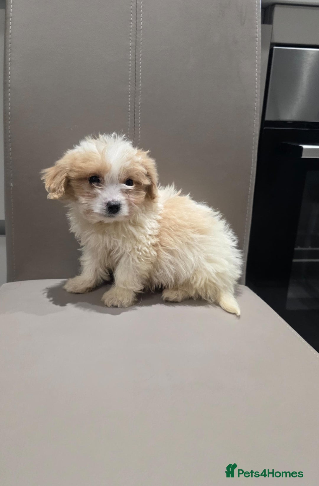 Cavachon dogs for sale: Cavachon puppies  - Advert 10