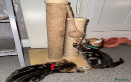 Bengal cats for sale: 6 Stunning Bengal kittens - Image 18