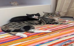 European cats for sale: 5 European shorthair kittens  - Image 30